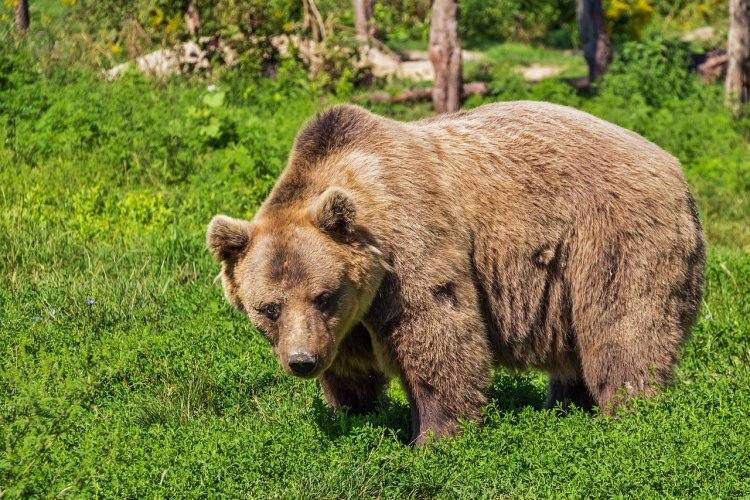 Житель Северной Каролины прогнал медведя