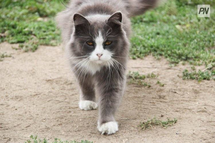 В Великобритании кошка может стать рекордсменом по долголетию
