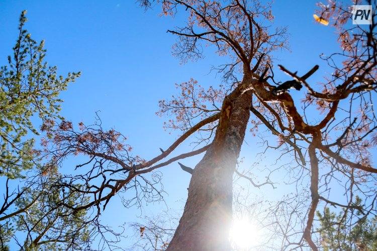 Дождь и температура выше 20 градусов ожидают павлодарцев
