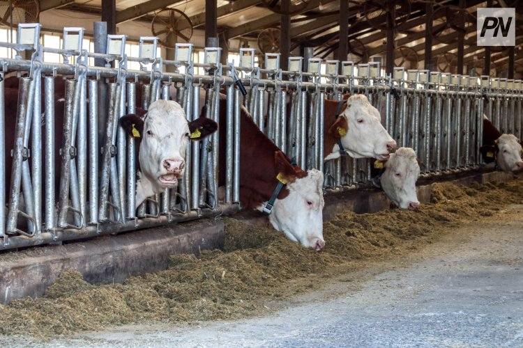 Крупный мясокомбинат планируют открыть в Павлодарской области