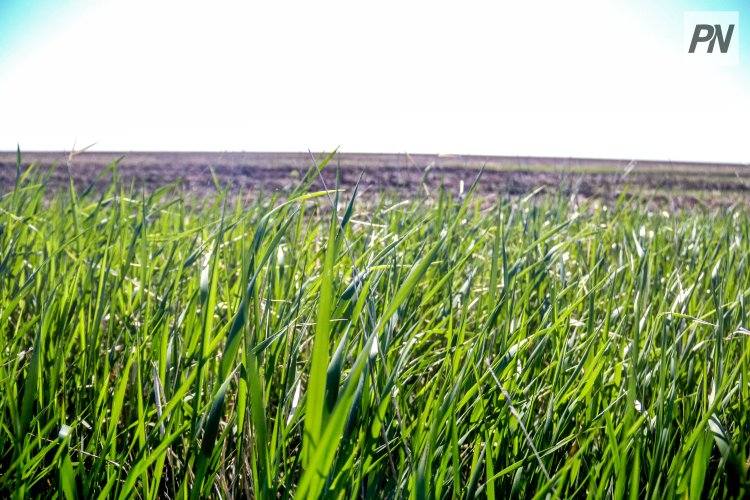 В Железинском аграрном колледже будут готовить агрономов