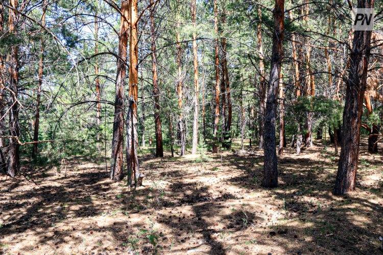 Павлодарцы могут надолго «загреметь» за неуважение к природе