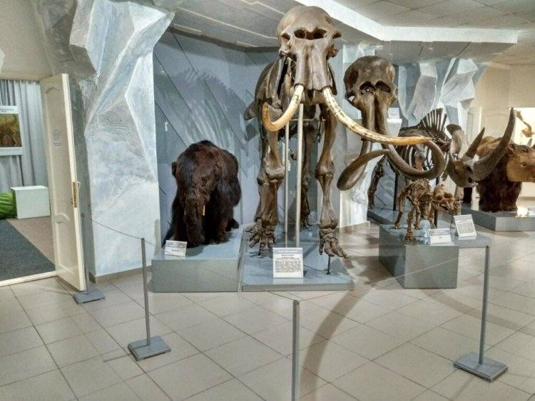В Павлодар привезут 40-тысячелетнего мамонта Самсона