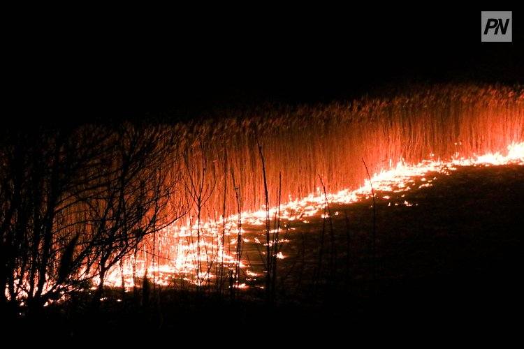 В Павлодарской области потушили четыре лесных пожара