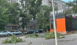 В Аксу дерево упало на ребенка