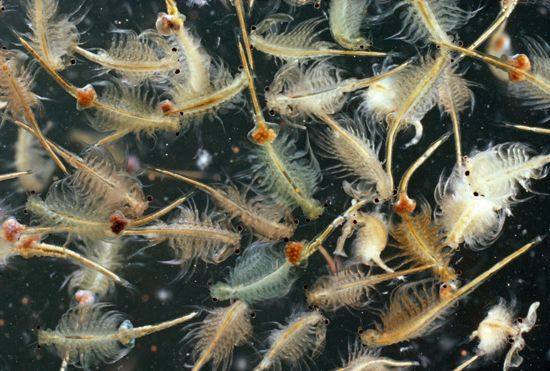 В Павлодарской области временно запретили добывать ценного рачка