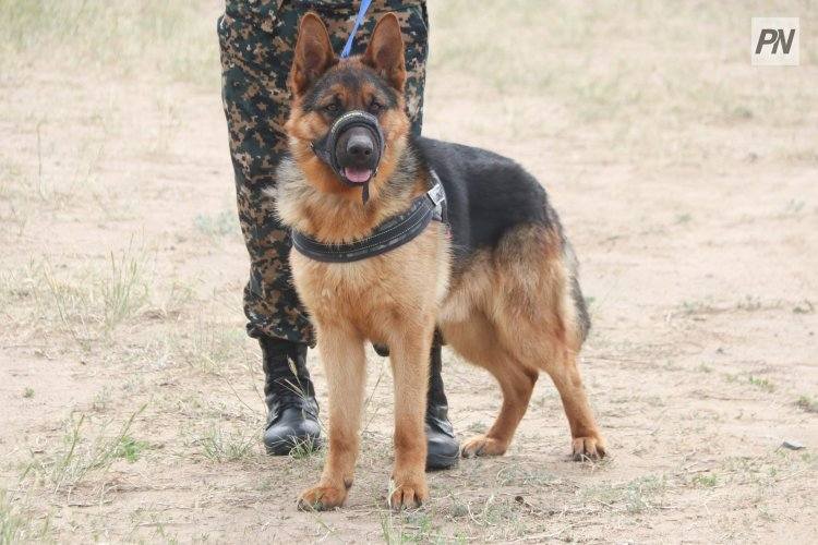 Служебная собака Нацгвардии помогла найти двух павлодарок