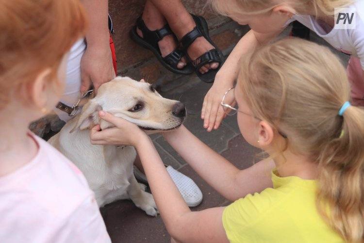 В Павлодаре рассказали, как выбрать игрушки для питомцев