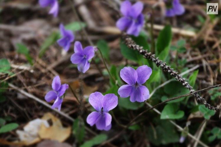 Осадков не ожидают в Павлодарской области 11 августа