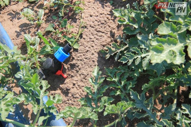 Десятки миллионов тенге льготных кредитов предоставили павлодарским фермерам