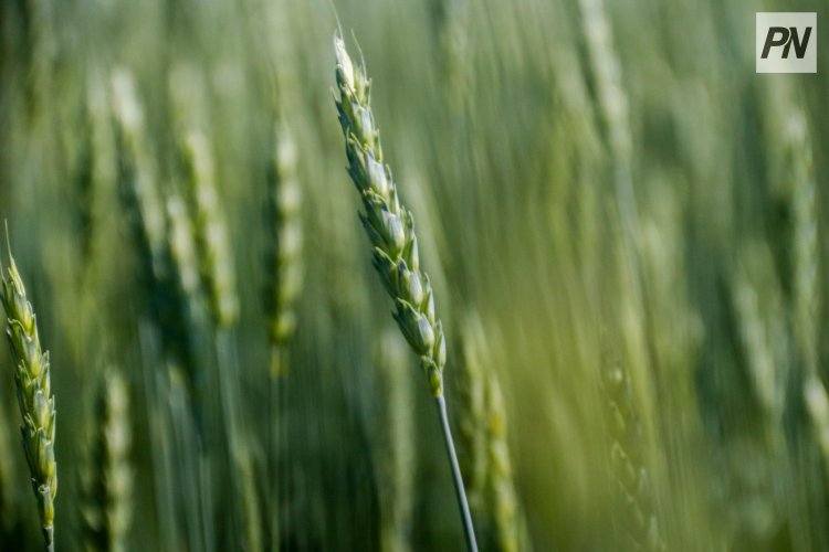 В Павлодарской области попуски повысили урожайность на лугах