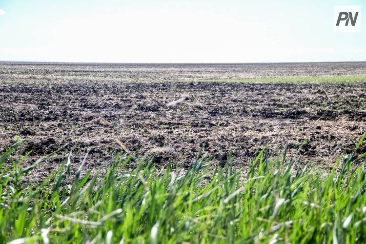 Павлодарскую землю начали лечить горчицей