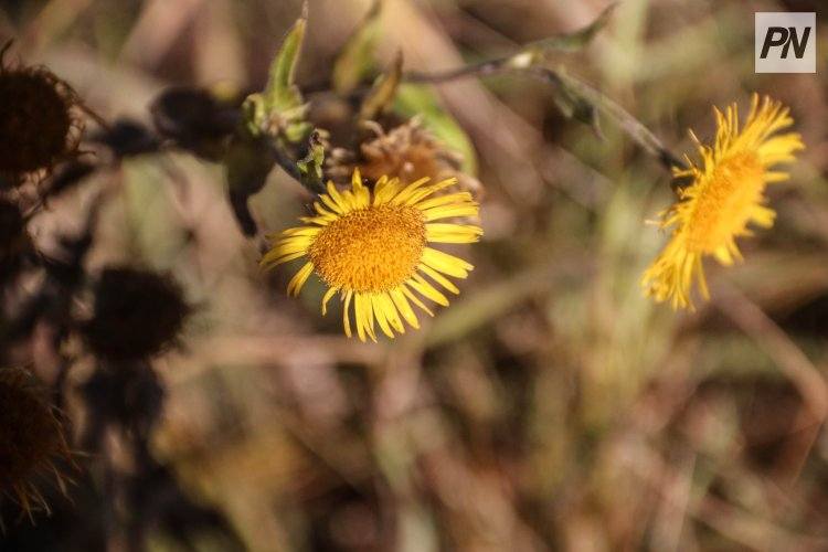 На этой неделе павлодарцев ждут летние температуры
