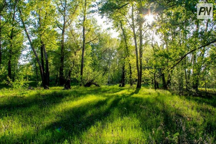 В Павлодаре школьники поучаствуют в экоконкурсе