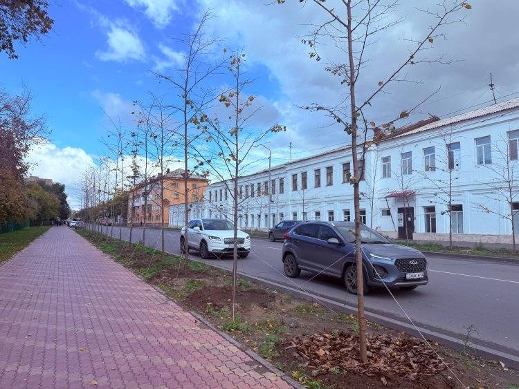 Эксперимент с липами: павлодарские экологи призывают к осторожности