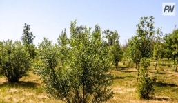 Павлодар сохраняет память прошлого в зелёных аллеях