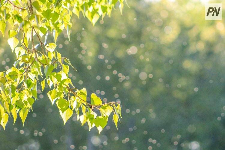 В Павлодарской области проверили численность лесных вредителей