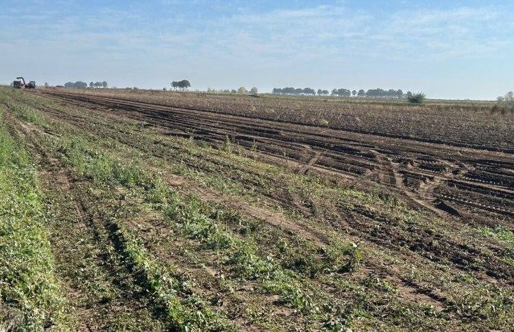 В Павлодарском районе завершают уборку чипсового картофеля
