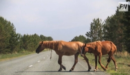 Павлодарские коневоды объединятся на конференции
