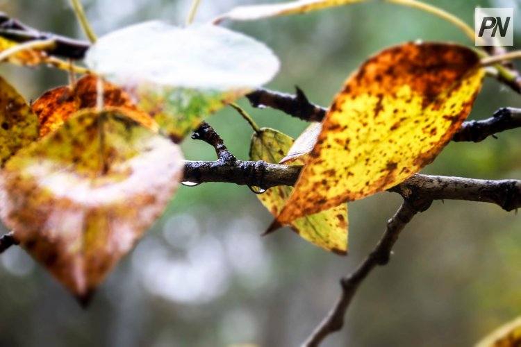 Дождливо будет в Павлодарской области 2 октября
