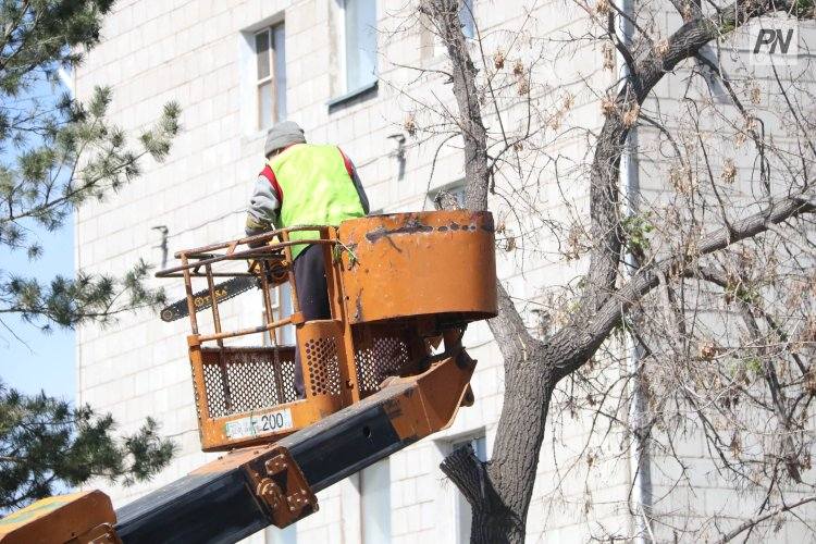 В Павлодаре отработали свыше тысячи заявок по обрезке деревьев