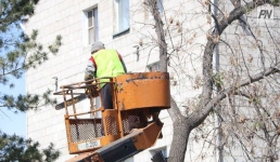 В Павлодаре отработали свыше тысячи заявок по обрезке деревьев