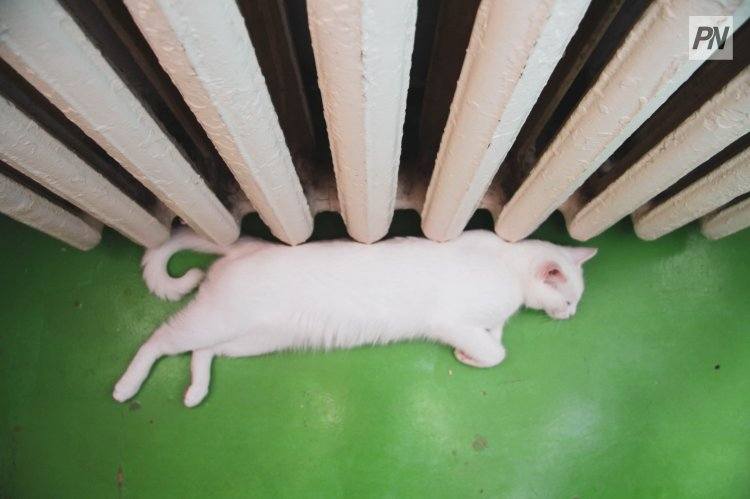 Как службы ЖКХ реагируют на жалобы павлодарцев по теплоснабжению