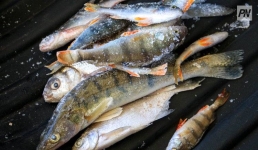 Экибастузца наказали за незаконную рыбалку