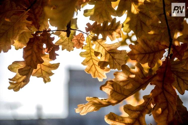 31 октября в Павлодарской области будет плюсовая температура