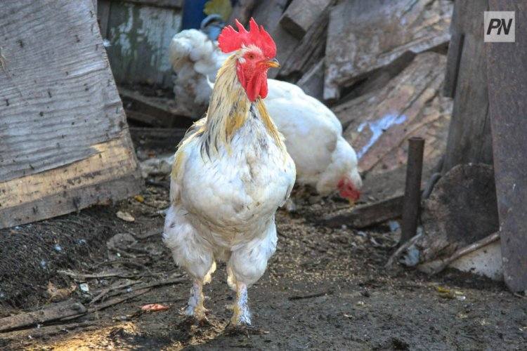 В Павлодарской области продолжают выяснять причины падежа домашней птицы