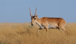 На прилавках Павлодара может появиться диковинное мясо