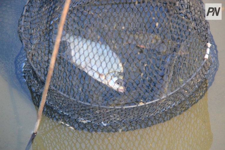 В Павлодарской области остановили «Ниву» с браконьерским уловом