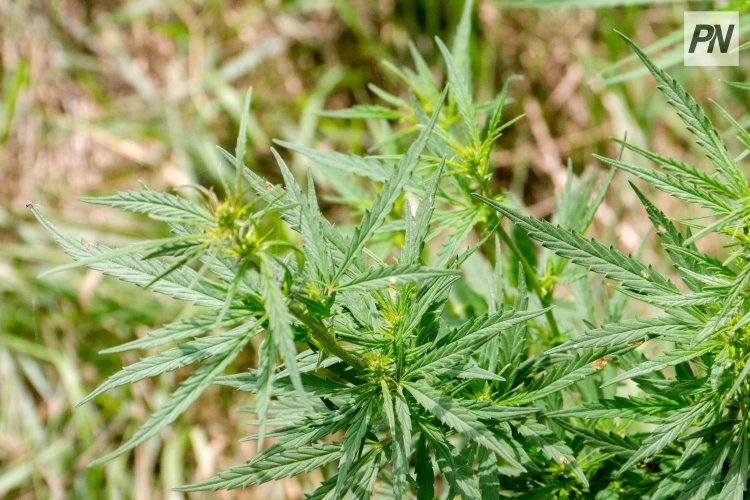 В Павлодаре задержали «конопляного» садовника