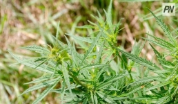 В Павлодаре задержали «конопляного» садовника