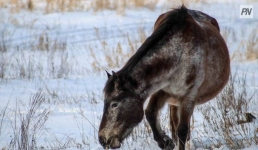 Полсотни лошадей едва не стали виновниками ДТП в Павлодарской области