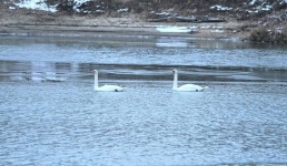 Ноябрь и лебеди Иртыша: почему птицы не спешат на юг