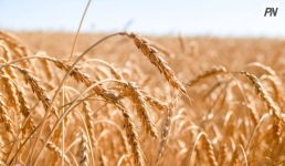 Павлодарских аграриев поздравили с профессиональным праздником