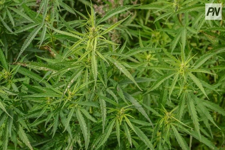 В Павлодаре мужчина выращивал для себя кустовую коноплю