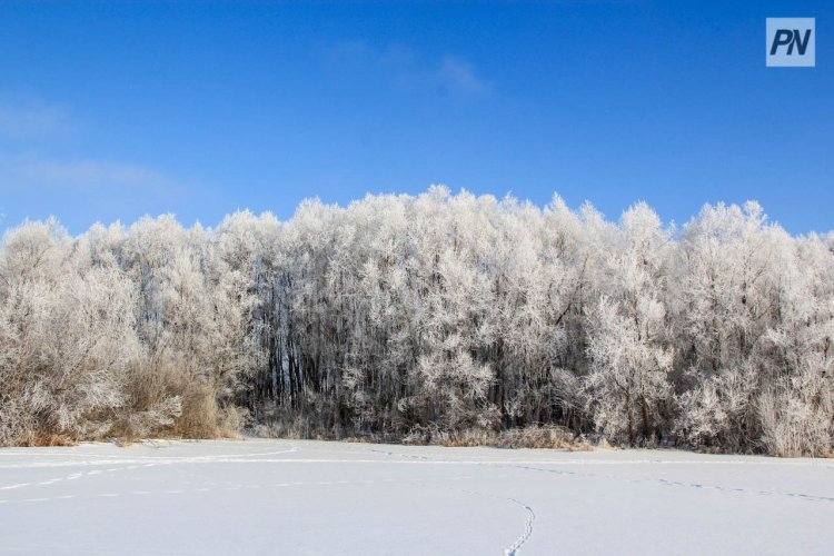Чем занимаются павлодарские лесники зимой