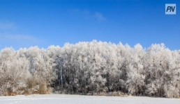 Чем занимаются павлодарские лесники зимой