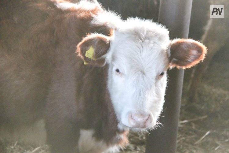 В Павлодарской области объявили о масштабном сельхозпроекте