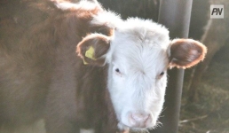 В Павлодарской области объявили о масштабном сельхозпроекте