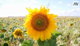 Актогайские фермеры сделали упор на масличные культуры