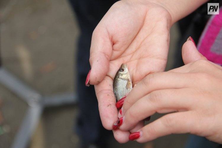 В Павлодарской области предложили увеличить объемы зарыбления водоемов