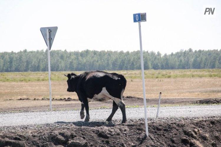 В Павлодарской области усилили защиту трасс от скота