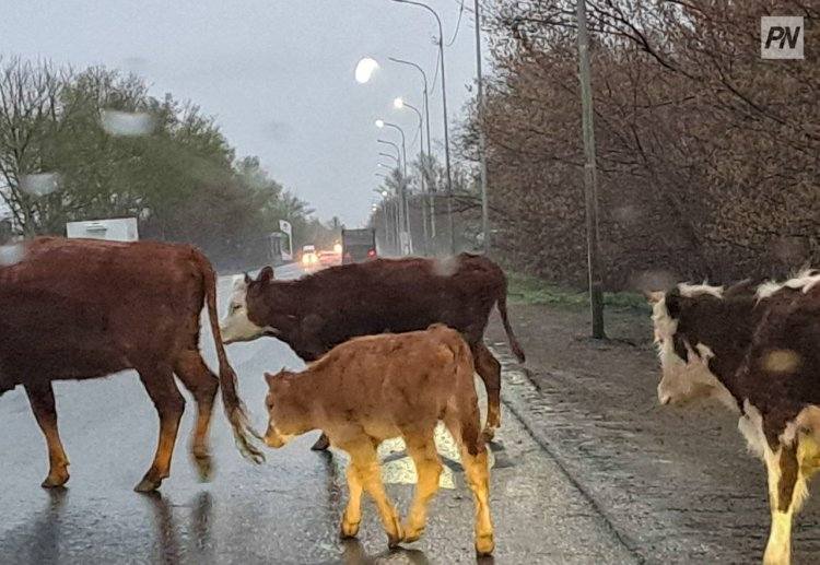 В Павлодарской области накажут скотокрадов