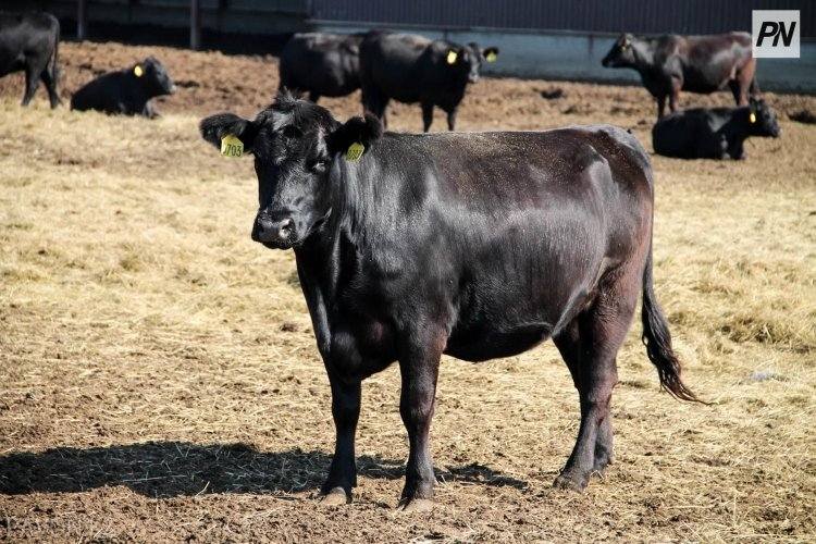 Несколько сот породистых бурёнок завезут в Павлодарскую область