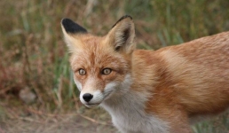 Лису вызволили из сетчатого плена в окрестностях Лондона