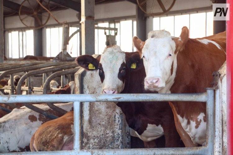 Как в Павлодарской области изменятся правила субсидирования племенного животноводства