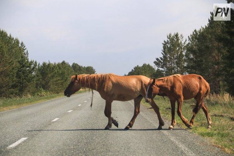 Полицейские пресекли опасную ситуацию на трассе Павлодар – Успенка